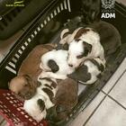 Dalla Turchia all'Italia stipati in una motonave per essere venduti illegalmente: salvati 21 cuccioli e 9 cagnolini