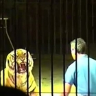 Ettore ucciso dalla tigre, l'appello della moglie del domatore: «Non sopprimete il felino»