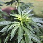 Cannabis, per la Cassazione la vendita è un reato anche se “light”