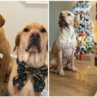 «A Natale spendo 400 euro per i miei cani e solo 25 per mio marito»