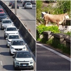 Un toro «rallenta il traffico su via Laurentina». Non solo cinghiali, il web si scatena: «Roma come Pamplona»