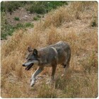 Fugatti ordina l’abbattimento di due lupi in Trentino