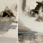 Strani rumori nella stanza, poi la scoperta: «Gli operai hanno murato il mio gatto dentro alla fo***ta parete»