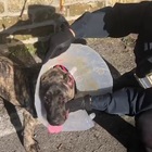 Roma, cani maltrattati e denutriti: denunciata titolare di un ristorante cinese