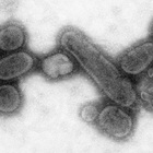 Influenza, scoperte mutazioni che rendono il virus più forte. Presto vaccini più efficaci 