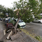 Roma, alberi caduti a causa del maltempo