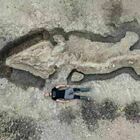 Cerca rocce e trova un drago marino preistorico di 10 metri