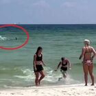 Squalo nuota tra i bagnanti vicino alla riva, paura in spiaggia: «Uscite fuori dall'acqua» VIDEO