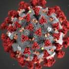 Coronavirus, il vaccino cinese funziona sui macachi: test sull'uomo entro l'anno