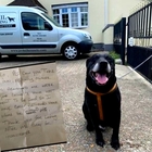 Labrador anziano abbandonato al rifugio con un biglietto al collo: «Non sono stato bravo»