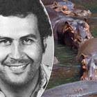 Pablo Escobar, gli ippopotami del re dei narcos si sono riprodotti: «Hanno sconvolto l'intero ecosistema»