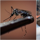 Dengue e Zika, allarme epidemia