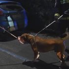 Milano, pitbull azzanna tre persone: l'animale catturato dai vigili del fuoco