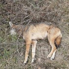 Teramo, lupo trovato morto: «E' stato avvelenato»