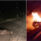 Cinghiale attraversa la strada di notte, auto lo investe e poi prende fuoco: passeggeri sotto choc