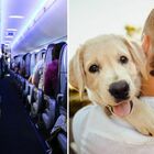 In aereo con gli animali: a bordo arriva per loro un menù dedicato