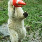 Monaco, Nela e Nobby, i cuccioli di orso polare festeggiano il primo compleanno
