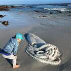 Calamaro gigante spiaggiato in Sudafrica