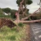 Emergenza maltempo: Infernetto, chiusa la laterale della Colombo per caduta di un pino