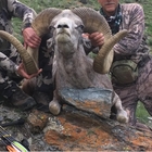 Uccide un montone selvatico a rischio estinzione in Mongolia: il dentista-cacciatore nel mirino degli animalisti