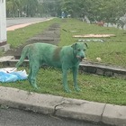 Cane verniciato di verde e abbandonato, i veterinari: «Morirà per intossicazione». Ira social