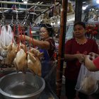 Cina, allarme per l'aviaria: 4.500 polli infettati (e 20.000 abbattuti) vicino a Wuhan