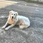 Alberobello, due cani avvelenati: la rabbia in paese
