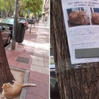 L'incredibile storia del gatto Nelson: scomparso da giorni, viene ritrovato mentre guarda la sua foto segnaletica