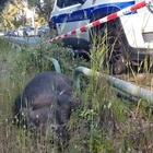 Cinghiale investito e ucciso da uno scooter