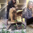 L'apicoltrice salva una colonia di api spostandole a mani nude