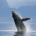 Uccise più di 50 balene in area protetta per «scopi scientifici», la denuncia del Wwf