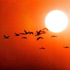 Rapporto choc di Science: nel Nordamerica spariti tre miliardi di uccelli in 50 anni