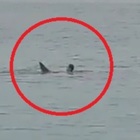 Uomo ucciso da uno squalo mentre fa il bagno in mare: choc nel paradiso delle vacanze, la scena ripresa dai bagnanti VIDEO