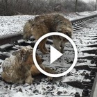 Cane protegge la compagna ferita bloccata sui binari e la salva dal treno in arrivo