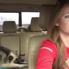 Il cane dorme in auto, ma quando parte la sua canzone preferita...