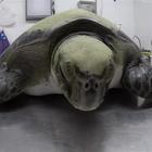 Argentina, tartaruga con 14 grammi di plastica nell'intestino torna in mare
