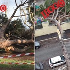 Roma, bufera di vento abbatte gli alberi: tragedia sfiorata in una scuola alla Balduina, pini caduti sull'Appia e la Colombo