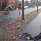 Incidente con cavallo a Roma: muore motociclista 52enne su via Ostiense