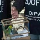 Roma, donna taglia ali a pappagalli: «Li usava per fare accattonaggio». Multa da 5mila euro
