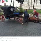 Botticelle, cavallo cade in piazza Venezia (Foto da Twitter)