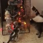 Ecco l'unica soluzione per fare l'albero di Natale quando si hanno dei gatti