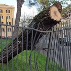 Roma, albero pericolante
