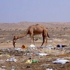 «L'inquinamento da plastica ha ucciso centinaia di cammelli nel deserto»: l'allarme degli esperti