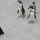 Pinguini destinati a morte certa, la troupe della BBC infrange le regole e li salva