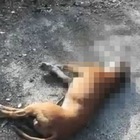 Cane di pochi mesi legato e trascinato da un'auto in corsa: morto FOTO CHOC