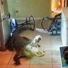Florida, si sveglia e trova un enorme alligatore in cucina
