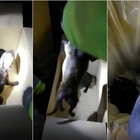 Choc sulla Napoli-Salerno: tre cuccioli gettati nella spazzatura