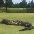 Alligatori invadono il campo da golf: la lotta sotto agli occhi dei giocatori VIDEO