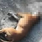 Cane muore trascinato da un'auto in corsa: la denuncia degli animalisti