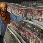 Influenza aviaria, in Cina ancora un'infezione